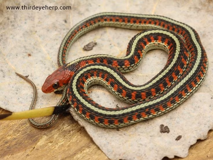  3. Tìm sự giúp đỡ y tế ngay lập tức. Liên hệ với dịch vụ cấp cứu hoặc đến cơ sở y tế gần nhất ngay lập tức. Thời gian là yếu tố quan trọng trong việc điều trị vết cắn của rắn, vì vậy càng nhanh chóng chuyển đến bệnh viện càng tốt. Ảnh: Pinterest.