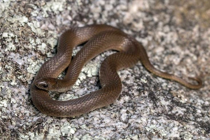  7. Không uống rượu hoặc cafein. Tránh uống rượu hoặc các loại thức uống có cafein, vì chúng có thể làm tăng nhịp tim và tăng tốc độ lưu thông của nọc độc trong cơ thể. Ảnh: Pinterest.