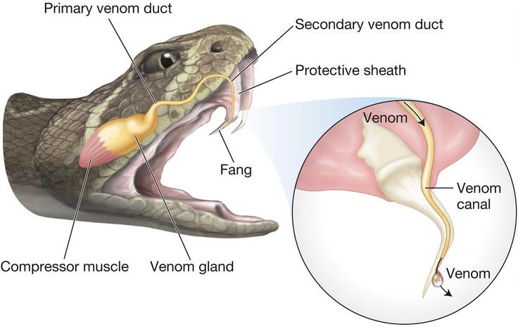  1. Nọc độc giúp rắn săn mồi. Nọc độc của rắn chủ yếu được sử dụng để săn mồi. Khi tiêm vào con mồi, nọc độc có thể gây tê liệt, chết, hoặc làm phân hủy mô cơ giúp rắn dễ dàng nuốt chửng con mồi. Ảnh: Pinterest.