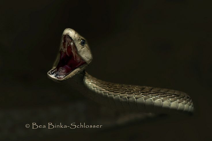  10. Nọc độc của rắn có thể thay đổi theo từng môi trường. Một số nghiên cứu chỉ ra rằng nọc độc của rắn có thể thay đổi theo môi trường sống. Chẳng hạn, rắn sống trong môi trường nhiệt đới có thể phát triển loại nọc độc mạnh để đối phó với những loài động vật săn mồi, trong khi rắn ở vùng khô cằn có thể có nọc độc ít mạnh hơn và phù hợp với các con mồi trong khu vực. Ảnh: Pinterest.