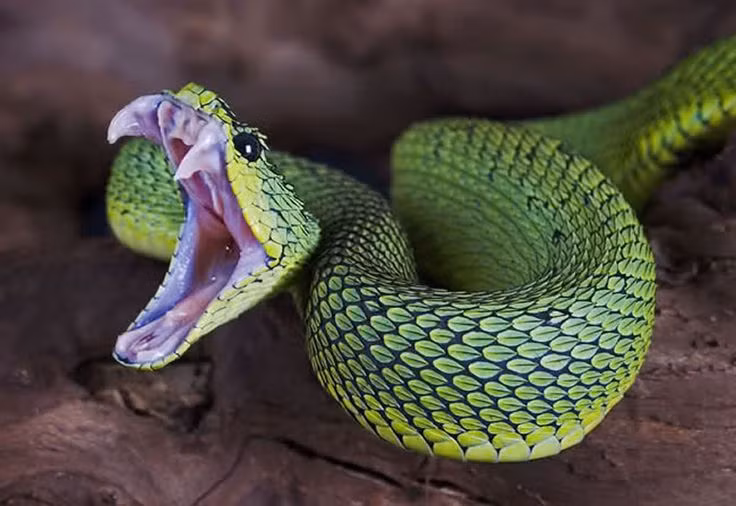  8. Rắn không cần cắn mạnh để tiêm nọc độc. Nọc độc được tiêm vào cơ thể con mồi không phụ thuộc vào lực cắn mạnh mà vào sự kết hợp giữa răng độc và cơ chế tiêm. Các loài rắn có thể chỉ cần cắn nhẹ để tiêm nọc độc hiệu quả. Ảnh: Pinterest.