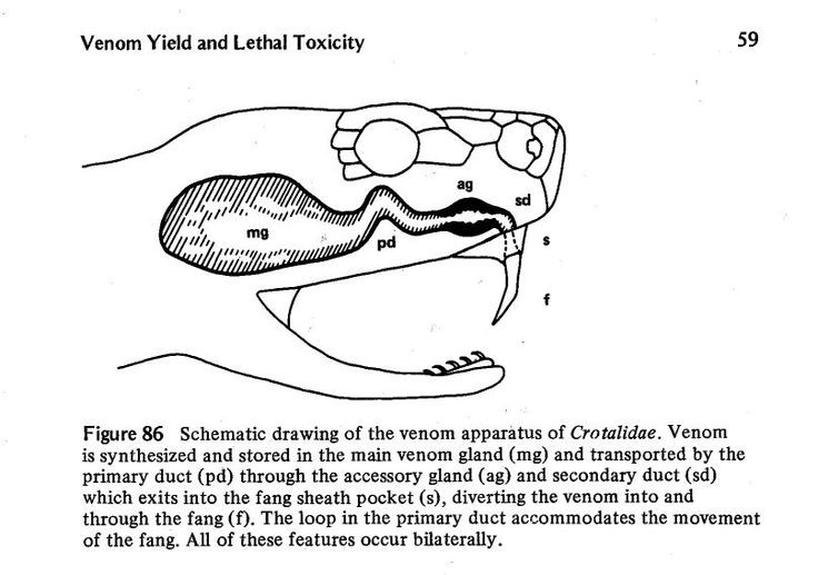  9. Nọc độc của rắn và tác động với con người. Mặc dù nọc độc của rắn có thể gây nguy hiểm cho con người, sự đối phó kịp thời với thuốc giải độc có thể giúp giảm thiểu tác động và cứu sống nạn nhân. Tuy nhiên, nọc độc của một số loài rắn có thể gây tử vong nếu không được điều trị ngay lập tức. Ảnh: Pinterest.