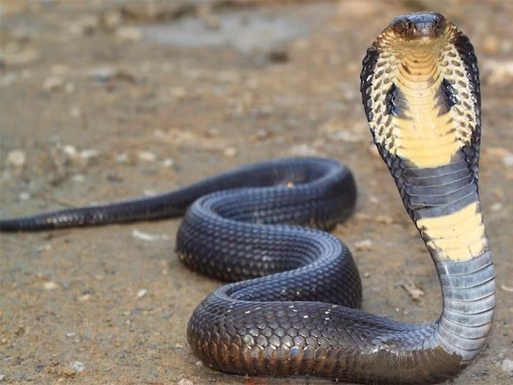  3. Rắn hổ mang và nọc độc thần kinh. Rắn hổ mang – loài rắn độc nổi tiếng bậc nhất - sở hữu nọc độc thần kinh, làm tổn thương hệ thần kinh của con mồi, gây tê liệt và ngừng tim. Điều này cho phép rắn dễ dàng bắt và tiêu thụ con mồi. Ảnh: Pinterest.