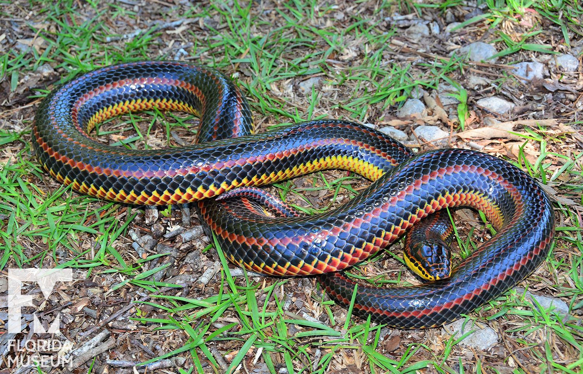  6. Công nghệ pin năng lượng động học. Sự vận động liên tục của loài rắn đã truyền cảm hứng cho nghiên cứu về pin năng lượng động học (kinetic energy), có thể thu thập và chuyển đổi chuyển động thành năng lượng điện. Ảnh: Pinterest.