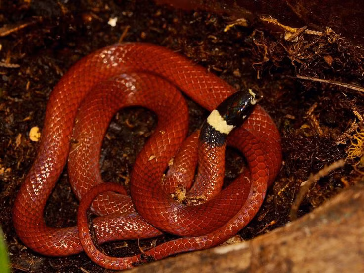  4. Thiết kế mô phỏng rắn trong các thiết bị y tế. Sự linh hoạt của rắn đã được áp dụng vào thiết kế của các thiết bị y tế nhỏ gọn và có khả năng di chuyển trong cơ thể người, chẳng hạn như robot phẫu thuật hoặc các thiết bị nội soi. Ảnh: Pinterest.