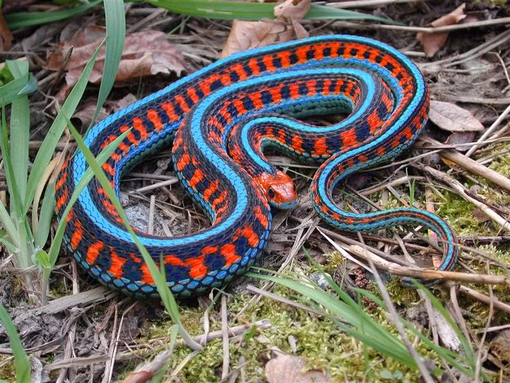  7. Mô phỏng động học rắn trong mô hình học máy. Các nhà khoa học đã lấy cảm hứng từ cách rắn di chuyển và tương tác với môi trường để tạo ra thuật toán học máy mô phỏng sự linh hoạt trong việc xử lý thông tin và tìm kiếm dữ liệu. Ảnh: Pinterest.