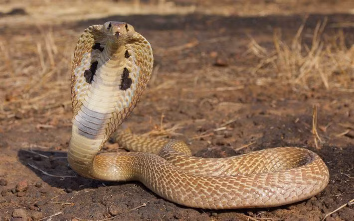  5. Hành vi và cách di chuyển. Rắn độc thường có xu hướng thực hiện các hành vi phòng thủ mạnh mẽ khi cảm thấy bị đe dọa. Rắn không độc: Rắn không độc thường tỏ ra ít phòng thủ hơn và có xu hướng di chuyển thận trọng hơn hoặc nhanh chóng bỏ chạy khi cảm thấy nguy hiểm, thay vì đối đầu trực tiếp. Ảnh: Pinterest.