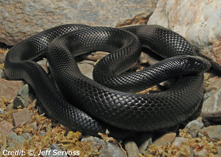  3. Màu sắc và hoa văn. Màu sắc và hoa văn của rắn độc thường có tính cảnh báo, ví dụ như màu vàng với sọc đen. Rắn không độc thường có màu sắc nhạt hơn và các hoa văn ít nổi bật, thường là những màu trung tính như nâu hoặc xám. Ảnh: Pinterest.