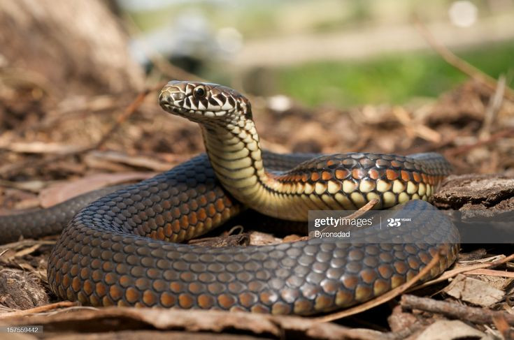  2. Hình dạng vảy trên bụng. Một số loài rắn độc, đặc biệt là rắn hổ mang và rắn cạp nia, có vảy bụng lớn và nhám, giúp tăng độ bám vào mặt đất khi di chuyển. Vảy bụng của rắn không độc thường mịn màng và ít có sự nhám hoặc không có sự thay đổi rõ rệt về kích thước giữa các vảy bụng. Ảnh: Pinterest.