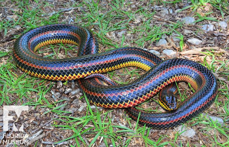 Nhận diện rắn cần sự hiểu biết và kinh nghiệm. Trong trường hợp không chắc chắn, tốt nhất là tìm kiếm sự giúp đỡ từ các chuyên gia hoặc cơ quan có thẩm quyền. Ảnh: Pinterest.