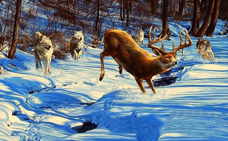  3. Kỹ năng săn mồi đáng gờm. Sói là những kẻ săn mồi tập thể xuất sắc. Chúng có thể hạ gục những con mồi lớn hơn mình nhiều lần, như nai sừng tấm hay bò rừng bison. Ảnh: Pinterest.