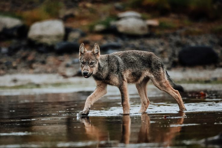  4. Phạm vi lãnh thổ rộng lớn. Một đàn sói có thể kiểm soát lãnh thổ rộng tới 1.000 km², tùy thuộc vào nguồn thức ăn. Ảnh: Pinterest.