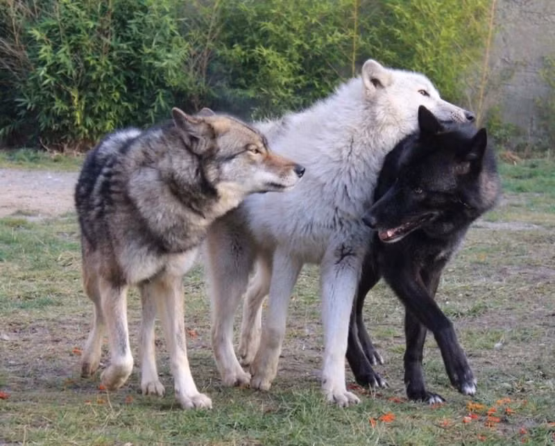  14. Họ hàng gần với chó nhà. Chó sói và chó nhà có chung tổ tiên và đều thuộc chi Canis. Chó nhà được thuần hóa từ loài sói cách đây hơn 15.000 năm, đôi khi được phân loại như một phân loài của chó sói với pháp danh Canis lupus familiaris. Ảnh: Pinterest.