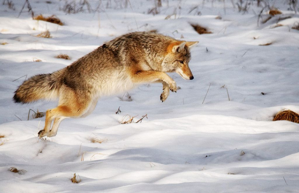  7. Khả năng ăn uống linh hoạt. Sói là loài ăn thịt chủ yếu, nhưng khi cần, chúng có thể ăn quả, côn trùng hoặc rác để sinh tồn. Ảnh: Pinterest.