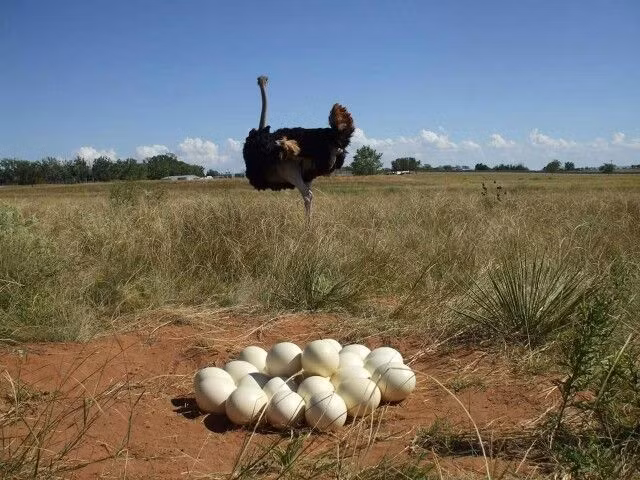  Con trống tham gia chăm sóc trứng: Đà điểu trống thường chịu trách nhiệm ấp trứng vào ban đêm, nhờ vào bộ lông màu tối giúp ngụy trang tốt hơn. Ảnh: Pinterest.