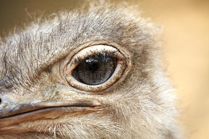  Mắt lớn nhất trong thế giới động vật trên cạn: Mắt đà điểu có đường kính khoảng 5 cm, lớn hơn cả bộ não của chúng. Ảnh: Pinterest.