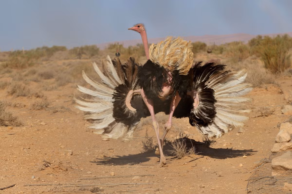  Không chui đầu xuống cát: Trái với quan niệm sai lầm, đà điểu không nhét đầu xuống cát khi gặp nuy hiểm. Thay vào đó, chúng sẽ bỏ chạy hoặc nằm xuống và áp đầu sát mặt đất để ngụy trang. Ảnh: Pinterest.