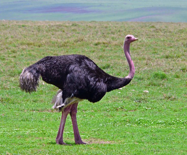  Sức mạnh tấn công: Đà điểu có cú đá rất mạnh, đủ sức để làm bị thương hoặc hạ gục các loài săn mồi lớn như sư tử. Ảnh: Pinterest.