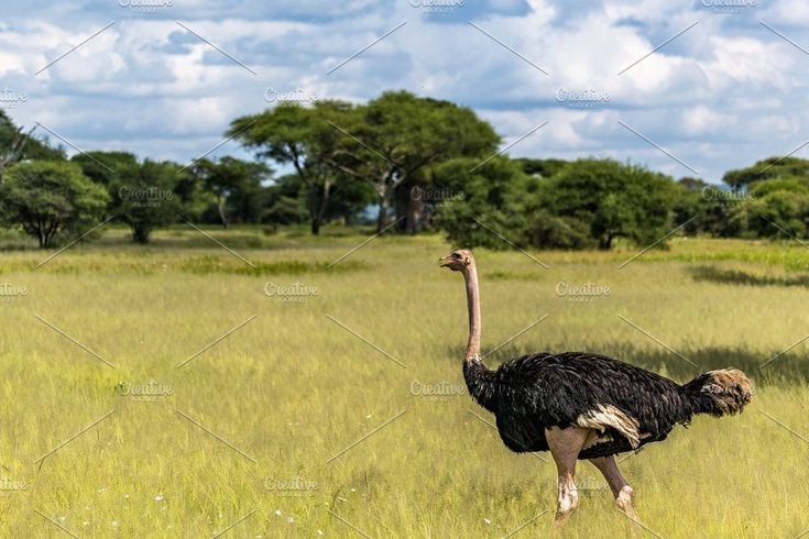  Đa dạng về môi trường sống: Đà điểu sống chủ yếu ở các khu vực đồng cỏ, savan và sa mạc tại châu Phi. Ảnh: Pinterest.