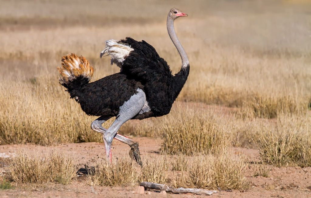  Loài chim lớn nhất thế giới: Đà điểu châu Phi là loài chim lớn nhất hành tinh, cao từ 2,1 - 2,7 mét và nặng từ 90 - 150 kg. Ảnh: Pinterest.
