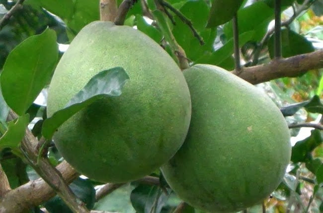 2. Bưởi: Quả bưởi tròn trịa với lớp vỏ căng bóng vàng óng được đặt ở vị trí trung tâm của mâm ngũ quả. Bưởi tượng trưng cho sự viên mãn, đoàn viên và mong cầu bình an, may mắn cho cả gia đình. 