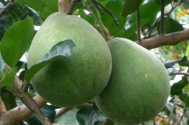 2. Bưởi: Quả bưởi tròn trịa với lớp vỏ căng bóng vàng óng được đặt ở vị trí trung tâm của mâm ngũ quả. Bưởi tượng trưng cho sự viên mãn, đoàn viên và mong cầu bình an, may mắn cho cả gia đình. 