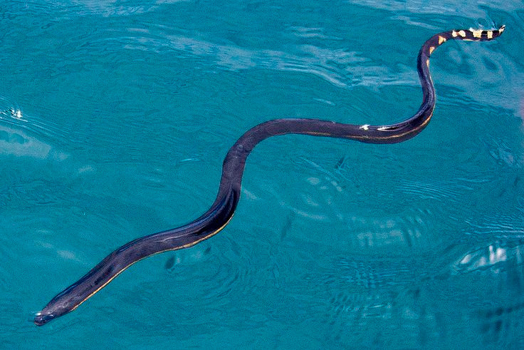  8. Chúng có thể sinh sản trong nước. Rắn biển thường sinh sản bằng trứng hoặc sinh con tùy loài. Đa số rắn biển sinh con trực tiếp dưới nước, trong khi một số loài khác sinh trứng và thả vào trong môi trường nước. Ảnh: Pinterest.