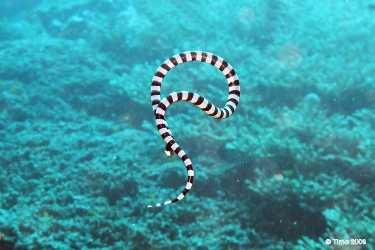  9. Chúng có thể “di cư” qua các vùng nước rộng. Một số loài rắn biển có khả năng di chuyển qua các vùng nước rộng để tìm kiếm thức ăn hoặc sinh sản. Việc di chuyển này có thể kéo dài hàng trăm km, làm cho chúng trở thành một trong những loài động vật di cư ấn tượng của thế giới biển. Ảnh: Pinterest.