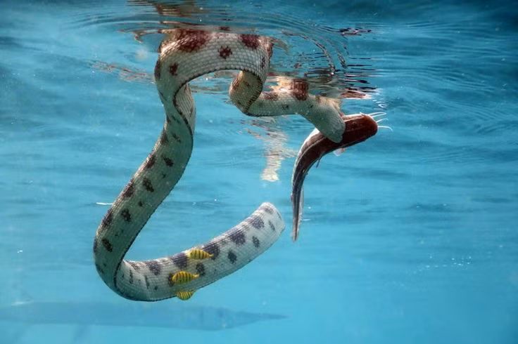  7. Không phải tất cả rắn biển đều sống trong môi trường nước mặn. Mặc dù phần lớn các loài rắn biển sống trong biển mặn, một số loài lại sống trong vùng nước ngọt, như rắn biển Hydrophis thường xuyên di chuyển giữa các hệ sinh thái nước ngọt và mặn. Ảnh: Pinterest.