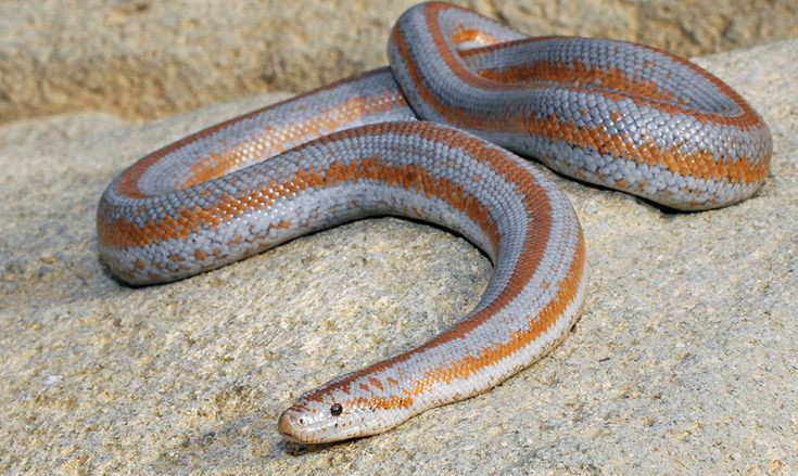  8. Trăn hồng sa mạc (Rosy Boa). Loài trăn nhỏ này có cơ thể ngắn và mập, với sọc dọc màu nâu và hồng rất đẹp. Chúng không phải là loài rắn độc và có tính cách rất hiền lành. Ảnh: Pinterest.