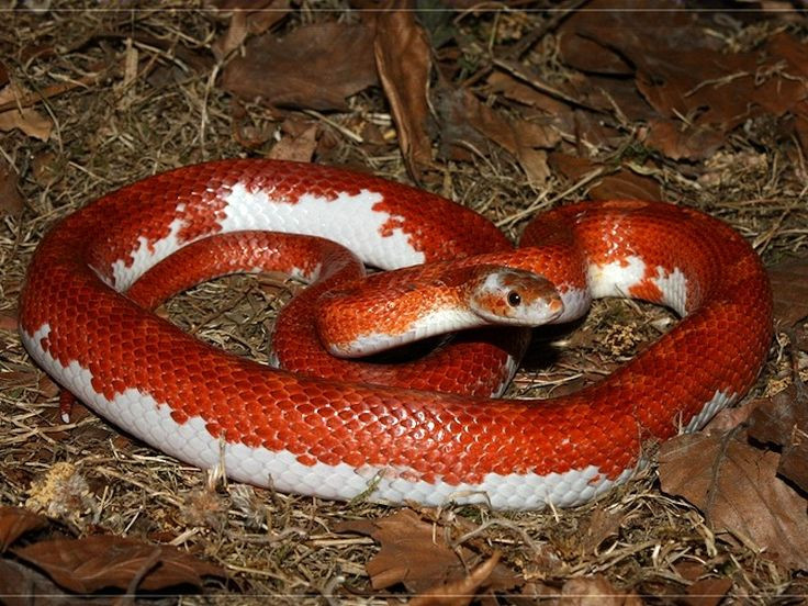  3. Rắn ngô (Corn Snake). Đặc điểm: Rắn đuôi mèo là loài rắn có tính cách ôn hòa và thân thiện. Chúng thường có màu sắc bắt mắt với các họa tiết như vảy cam và đỏ. Ảnh: Pinterest.
