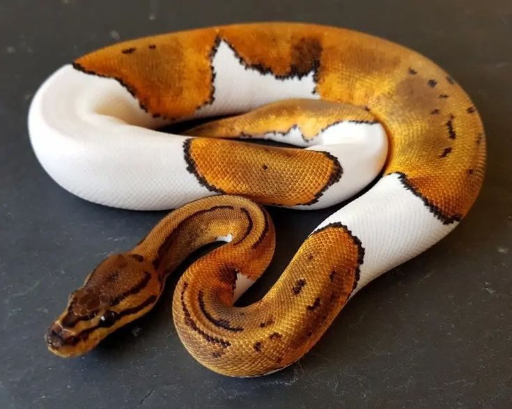  9. Trăn hoàng gia (Ball Python). Trăn hoàng gia là một loài trăn màu sắc đẹp có tính cách khá hiền lành và dễ chăm sóc. Chúng có thể cuộn tròn lại khi cảm thấy lo lắng, vì vậy được gọi là “trăn cầu”. Ảnh: Pinterest.