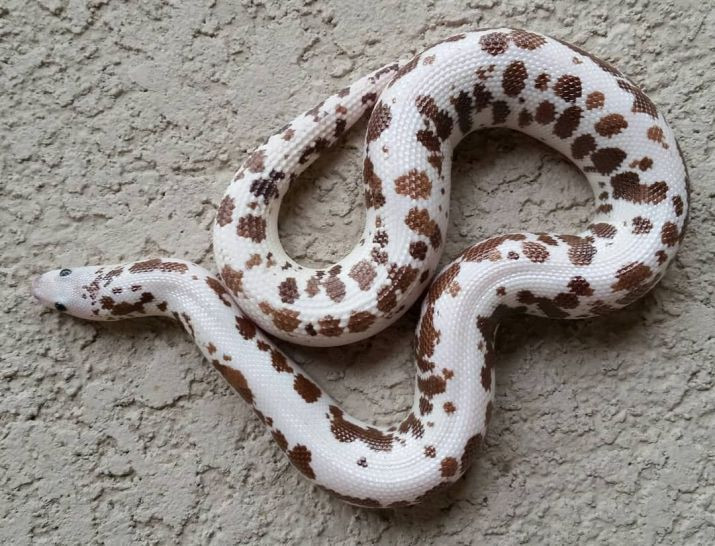  6. Trăn cát (Sand Boa). Loài trăn này có cơ thể ngắn và béo, thích sống trong môi trường cát và đất. Chúng thường có màu sắc giống như môi trường để ngụy trang. Ảnh: Pinterest.