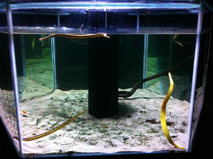  4. Rắn Nước (Water Snake). Rắn nước là loài rắn sống gần các khu vực có nước, không độc và hiếm khi tấn công con người. Đặc tính dễ chăm sóc và khả năng sống trong môi trường nước làm chúng trở thành lựa chọn phổ biến của người chơi rắn. Ảnh: Pinterest.