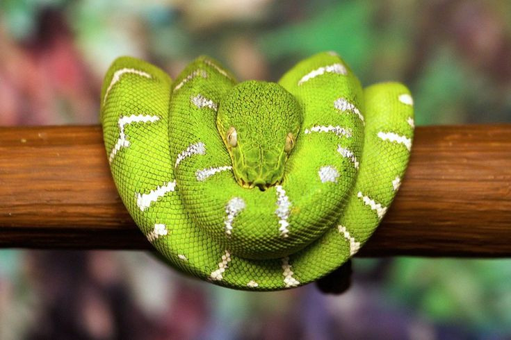  7. Trăn cây ngọc lục bảo (Emerald Tree Boa). Loài trăn này có màu xanh lá cây sáng và chuyên sống trên cây. Màu sắc đẹp và lối sống đặc biệt khiến loài này rất hấp dẫn đối với nhiều người nuôi. Ảnh: Pinterest.