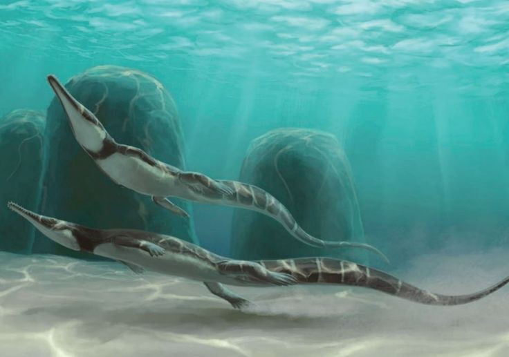  1. Rắn có tổ tiên là loài thằn lằn. Các loài rắn ngày nay được cho là có tổ tiên là những loài thằn lằn, đặc biệt là các loài thằn lằn có chân nhỏ hoặc không có chân. Quá trình tiến hóa đã dẫn đến sự mất đi chân và phát triển các đặc điểm của rắn hiện đại. Ảnh: Pinterest.