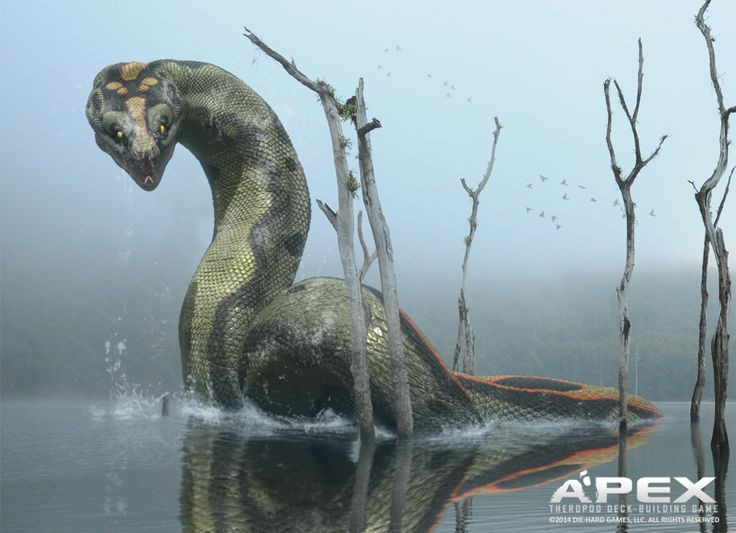  10. Quá trình tiến hóa nhanh chóng của rắn. Quá trình tiến hóa của rắn từ những loài thằn lằn có thể được xem là một ví dụ về tiến hóa nhanh chóng, vì chỉ trong một khoảng thời gian ngắn, rắn đã phát triển những đặc điểm vượt trội giúp chúng thích nghi với nhiều môi trường sống khác nhau, từ rừng nhiệt đới đến sa mạc. Ảnh: Pinterest.