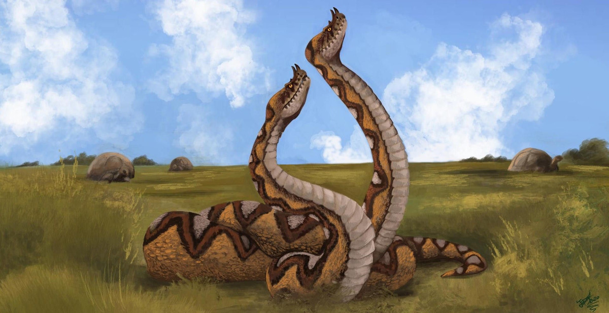  4. Sự phát triển của cơ thể rắn không có chân. Quá trình mất chân của rắn được cho là kết quả của sự thích nghi với môi trường sống. Rắn phát triển cơ thể dài, thon và không có chân để giúp di chuyển dễ dàng qua các không gian hẹp, như trong cát hoặc hang động. Ảnh: Pinterest.