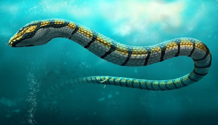  3. Rắn cổ đại có chân. Những loài rắn đầu tiên, như Eophis và Haasiophis, mặc dù đã có hình dạng rắn, nhưng chúng vẫn có các dấu hiệu của chân nhỏ. Đây là dấu hiệu của quá trình tiến hóa từ loài thằn lằn mất dần chân theo thời gian. Ảnh: Pinterest.