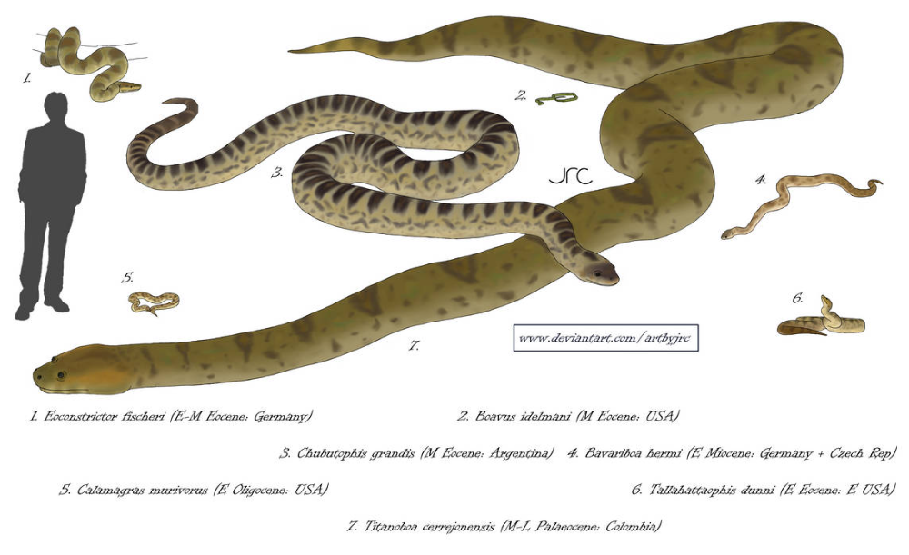  5. Sự tiến hóa của hộp sọ rắn. Tổ tiên của rắn có cấu trúc hộp sọ giống như thằn lằn, nhưng qua hàng triệu năm tiến hóa, hộp sọ của rắn đã phát triển khả năng cử động linh hoạt hơn, cho phép chúng có thể há miệng rộng để nuốt những con mồi lớn. Ảnh: Pinterest.