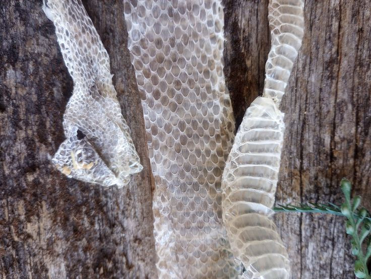  5. Rắn sẽ không ăn trong khi lột xác. Trong khi đang trong quá trình lột xác, rắn thường không ăn. Hệ tiêu hóa của chúng có thể bị đình trệ trong suốt quá trình này, vì vậy rắn sẽ không ăn cho đến khi lớp da cũ được loại bỏ hoàn toàn. Ảnh: Pinterest.