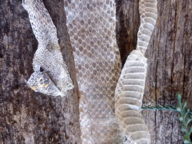  5. Rắn sẽ không ăn trong khi lột xác. Trong khi đang trong quá trình lột xác, rắn thường không ăn. Hệ tiêu hóa của chúng có thể bị đình trệ trong suốt quá trình này, vì vậy rắn sẽ không ăn cho đến khi lớp da cũ được loại bỏ hoàn toàn. Ảnh: Pinterest.