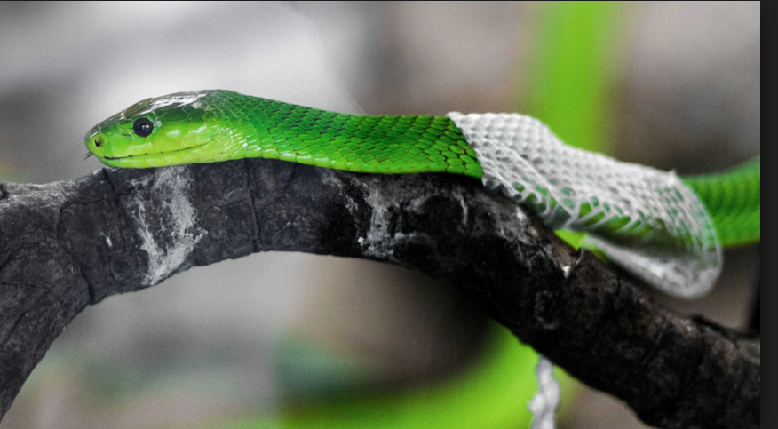  7. Sự thay đổi về màu sắc và sự tươi mới. Sau khi lột xác, lớp da mới của rắn thường sáng bóng hơn và có thể có màu sắc tươi tắn hơn. Ảnh: Pinterest.