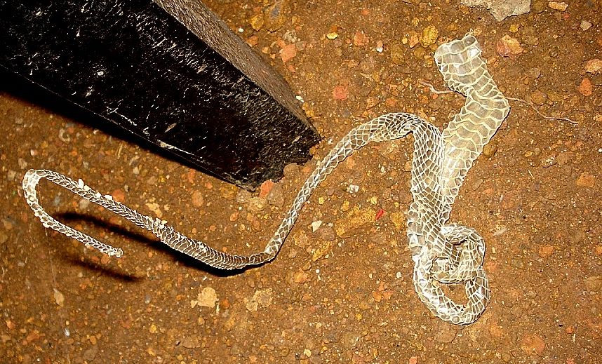  2. Quá trình lột xác diễn ra từ 4 đến 12 lần mỗi năm. Rắn có thể lột xác từ 4 đến 12 lần mỗi năm tùy thuộc vào các yếu tố như tuổi, loài và môi trường sống. Các con rắn trẻ thường lột xác nhiều hơn vì chúng phát triển nhanh hơn. Ảnh: Pinterest.