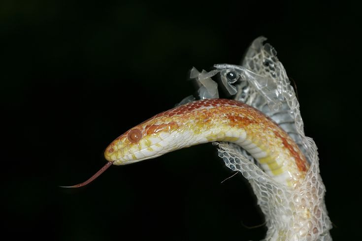  9. Rắn không phải lúc nào cũng lột xác hoàn hảo. Mặc dù sự lột xác là một quá trình tự nhiên, đôi khi rắn có thể gặp phải vấn đề như lột xác không hoàn toàn hoặc bị vướng da cũ ở một số bộ phận cơ thể, đặc biệt là ở phần đầu và đuôi. Điều này có thể khiến chúng gặp khó khăn trong việc di chuyển hoặc dẫn đến các vấn đề sức khỏe. Ảnh: Pinterest.