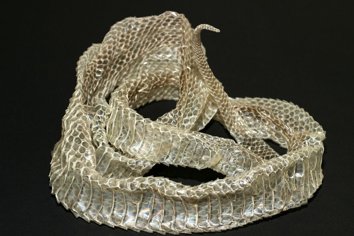  10. Lột xác ảnh hưởng đến hành vi của rắn. Sau khi lột xác, rắn có thể có hành vi khác biệt, như hoạt động mạnh mẽ hơn hoặc tăng mức độ săn mồi. Da mới giúp rắn cảm nhận thế giới xung quanh tốt hơn, điều này có thể khiến chúng có xu hướng trở nên tích cực hơn trong việc săn mồi hoặc phòng thủ. Ảnh: Pinterest.