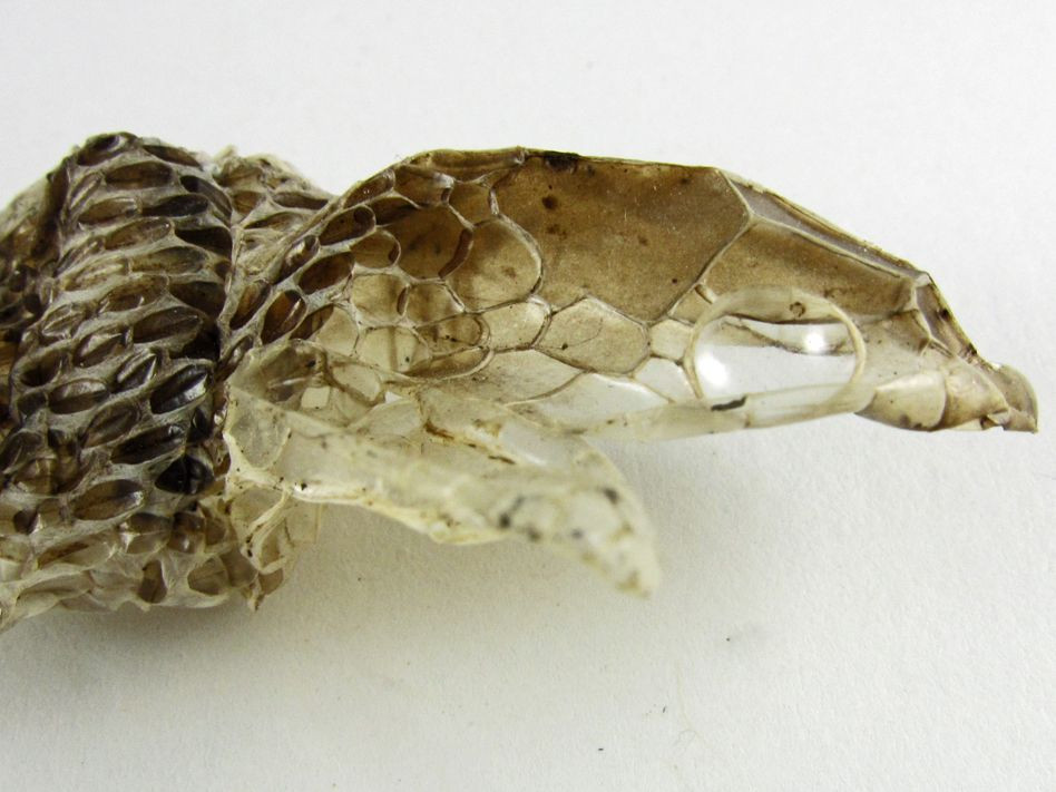  3. Quá trình lột xác kéo dài từ vài giờ đến vài ngày. Quá trình lột xác của rắn có thể kéo dài từ vài giờ đến vài ngày, trong đó rắn sẽ cố gắng di chuyển ra khỏi lớp da cũ. Sự lột xác diễn ra dần dần, bắt đầu từ đầu và kết thúc ở phần đuôi. Ảnh: Pinterest.