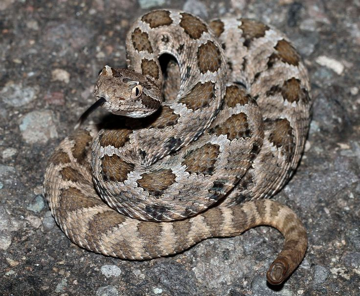  4. Khả năng cảm nhận nhiệt độ. Rắn đuôi chuông có các cơ quan cảm nhận nhiệt độ gọi là hố nhiệt ở hai bên đầu, giúp chúng nhận diện con mồi bằng cách phát hiện nhiệt độ cơ thể của các loài động vật máu nóng. Ảnh: Pinterest.