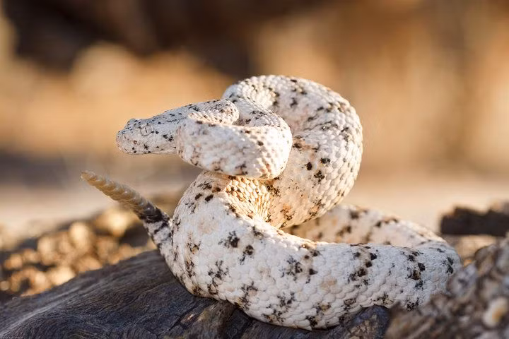  7. Phạm vi phân bố rộng. Rắn đuôi chuông có thể được tìm thấy chủ yếu ở các khu vực hoang mạc và đồng cỏ của Bắc Mỹ, từ miền Nam Canada đến miền Bắc Argentina. Ảnh: Pinterest.