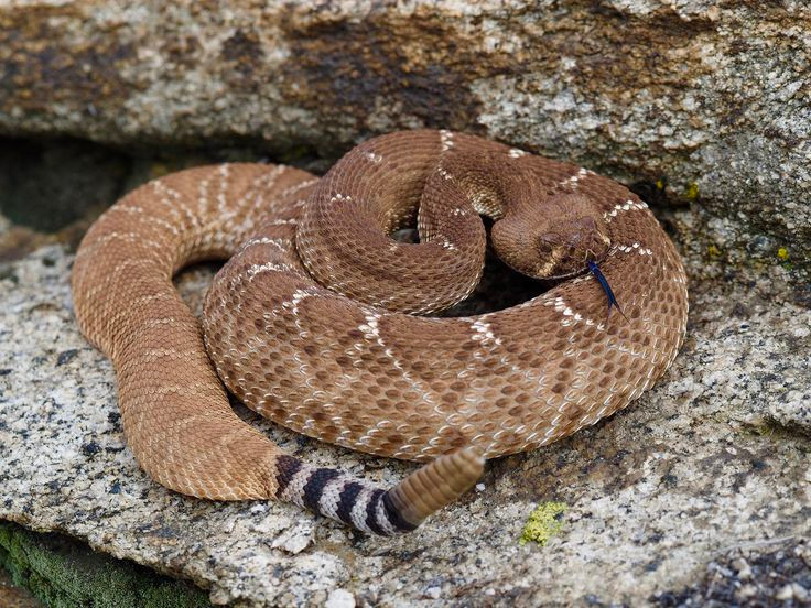  8. Tuổi thọ cao. Rắn đuôi chuông có thể sống từ 20 đến 30 năm trong điều kiện nuôi nhốt và có thể sống lâu hơn trong môi trường tự nhiên nếu chúng không bị đe dọa. Ảnh: Pinterest.